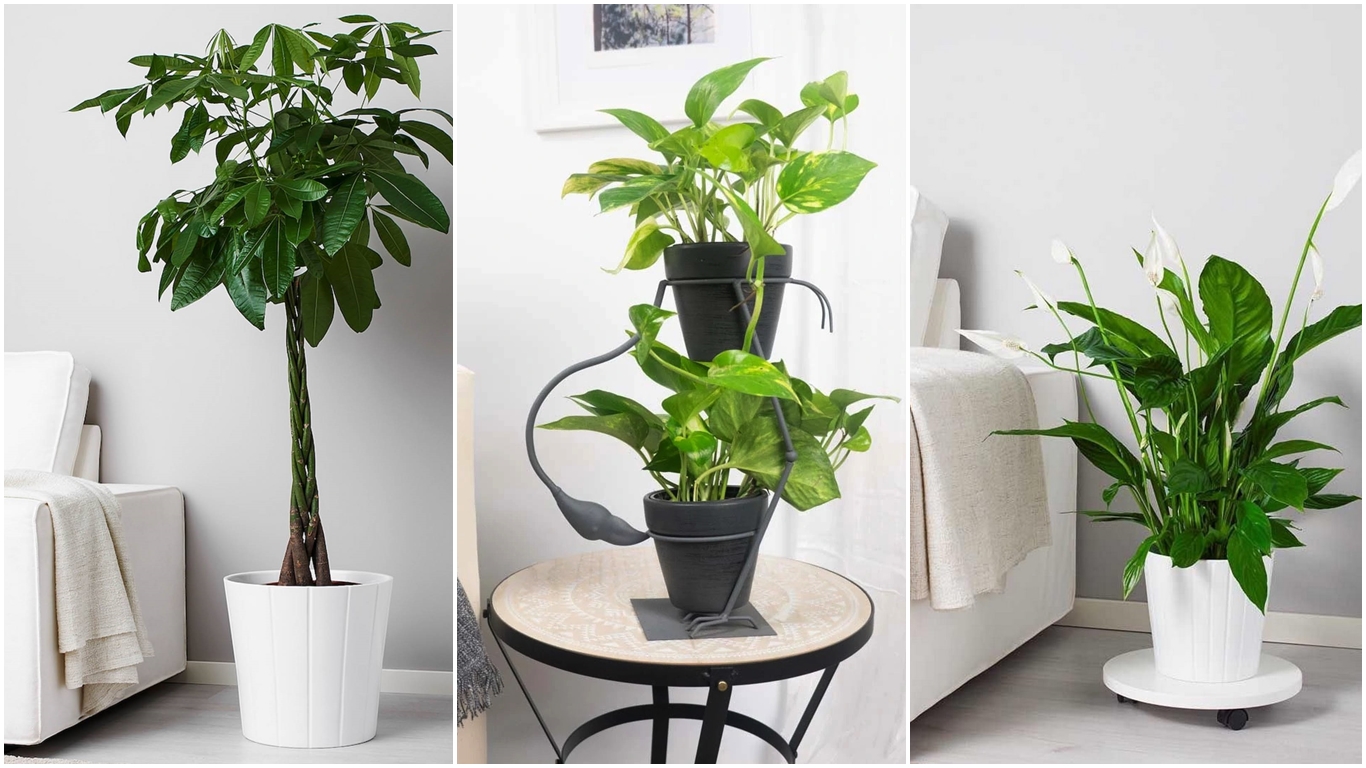 14 Plantas para dentro de la casa resistentes y fáciles de mantener