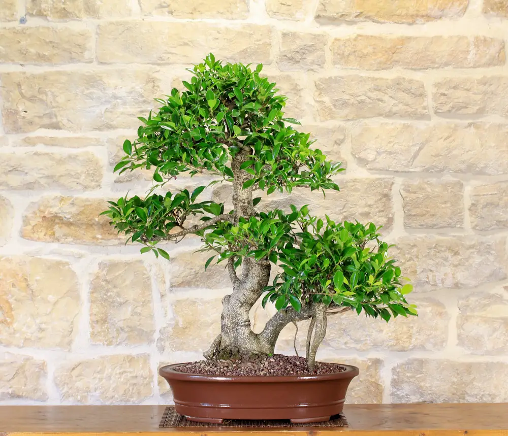 bonsai de interior 1