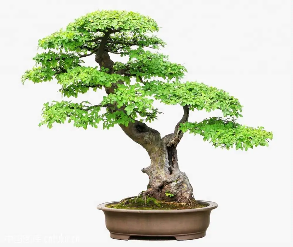 bonsai de interior 11