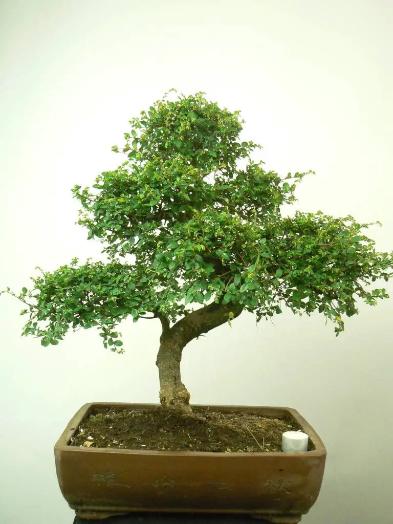bonsai de interior 12