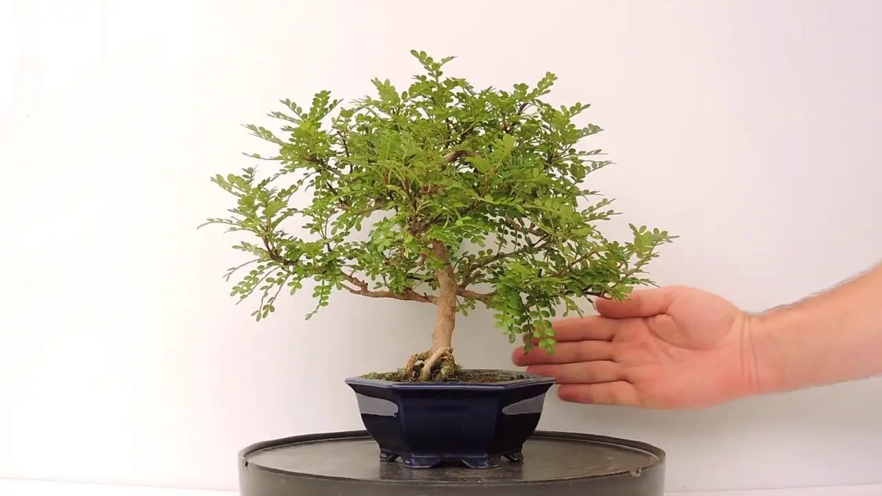 bonsai de interior 13