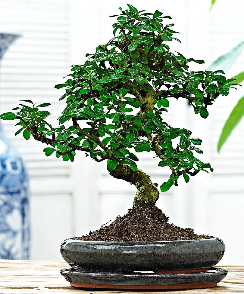 bonsai de interior 2
