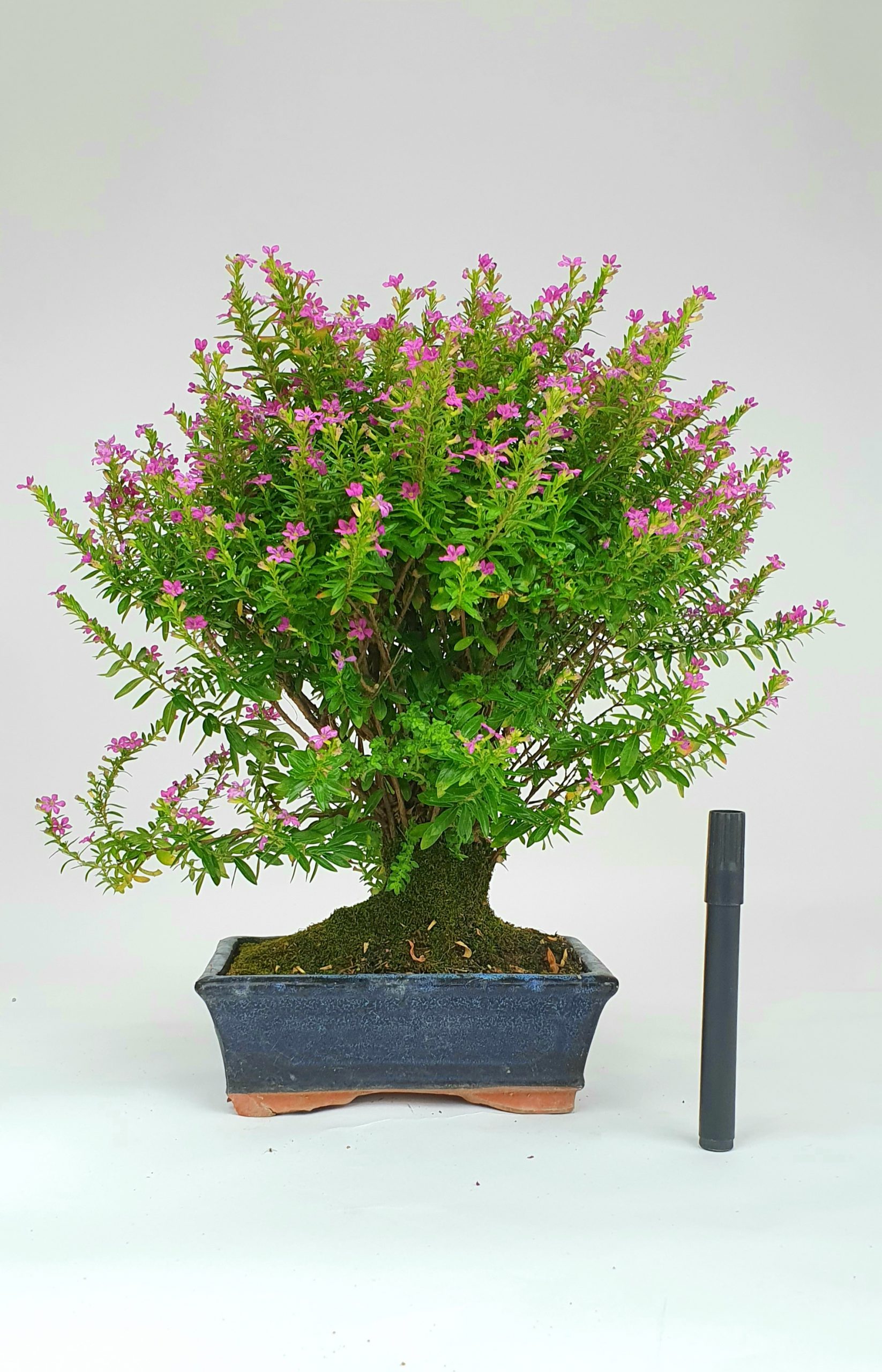 bonsai de interior 3