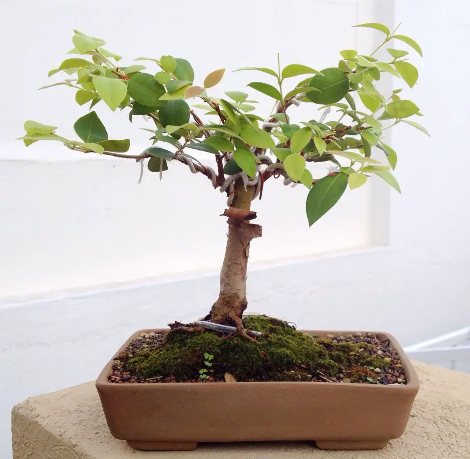 bonsai de interior 4
