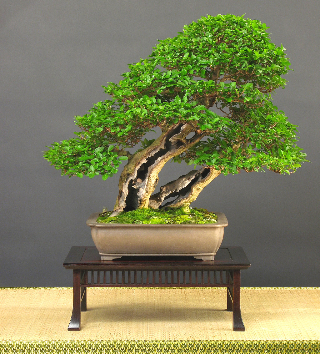 bonsai de interior 6