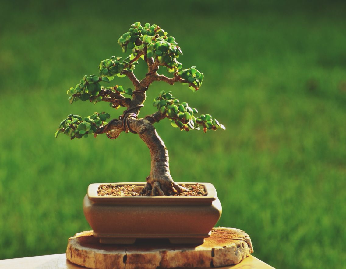 bonsai de interior 8