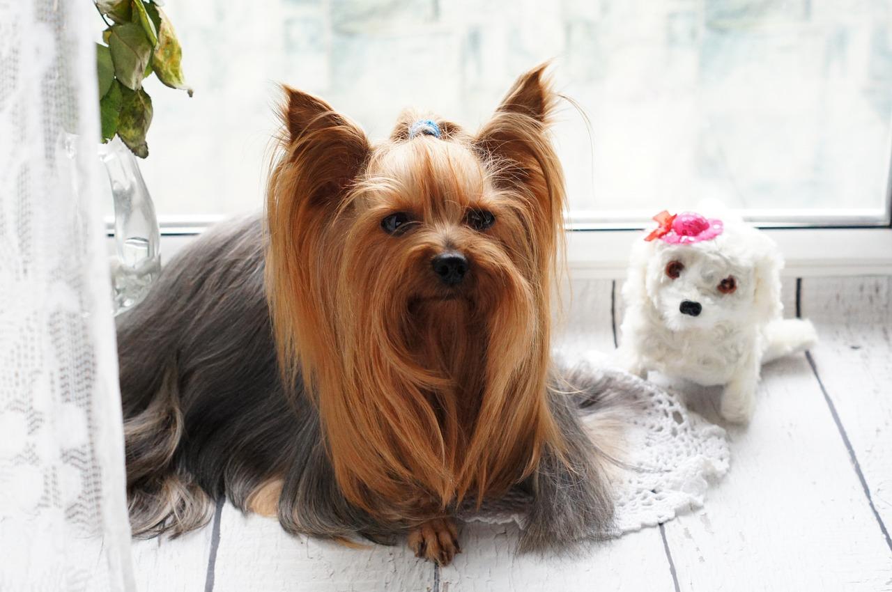 nombres para perritas en ingles con significados nombres para perritas en ingles con significados