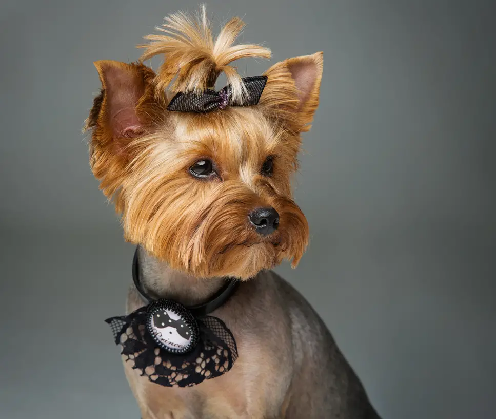 nombres para perritas en ingles coquetos nombres para perritas en ingles coquetos