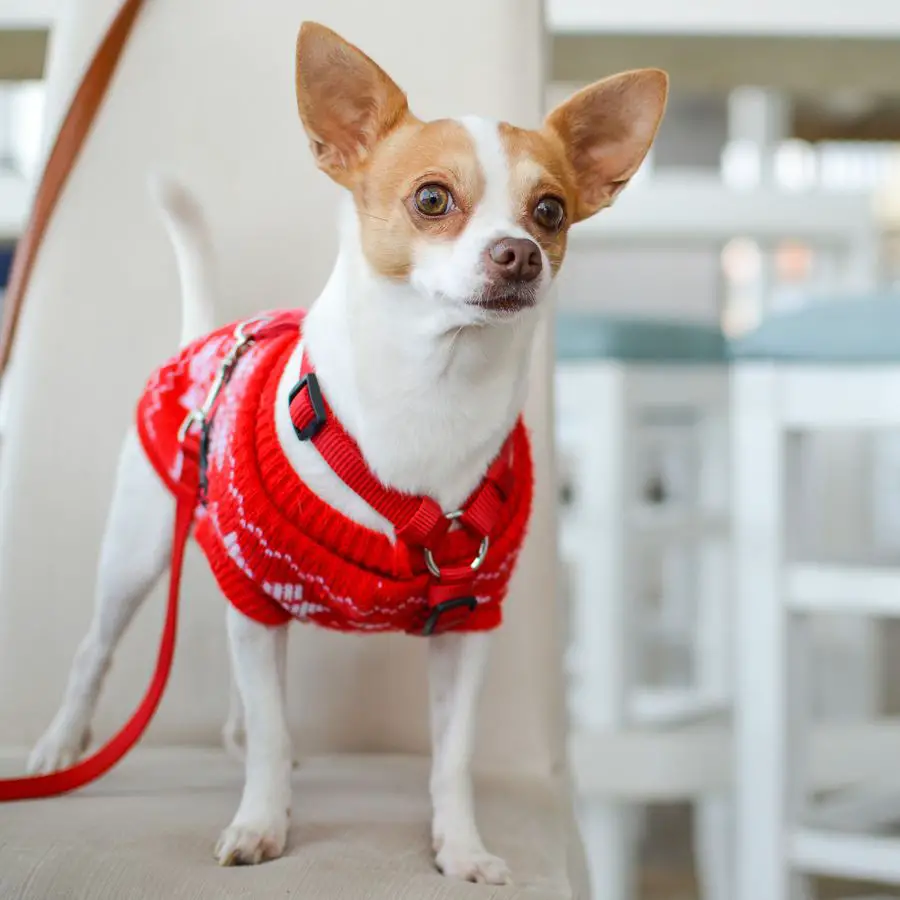 nombres para perritas en ingles divertidos nombres para perritas en ingles divertidos