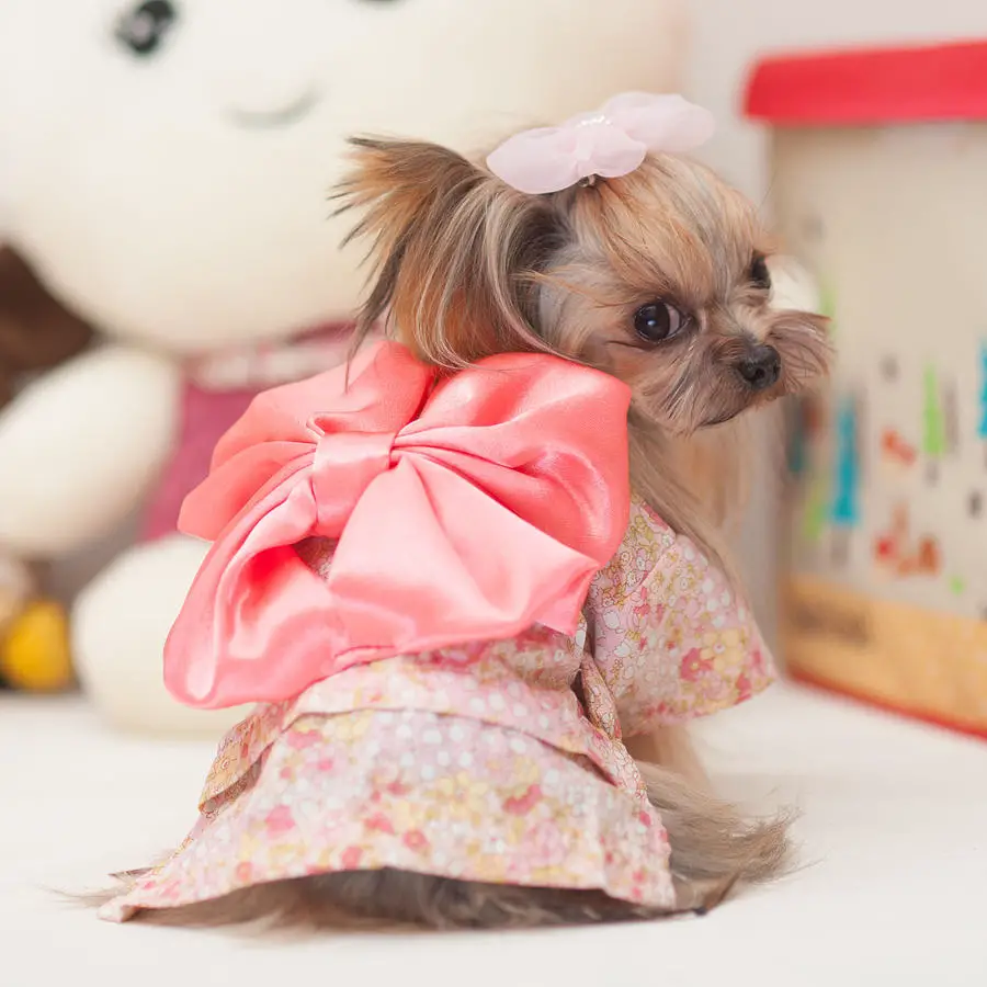 nombres para perritas en ingles fabulosos nombres para perritas en ingles fabulosos