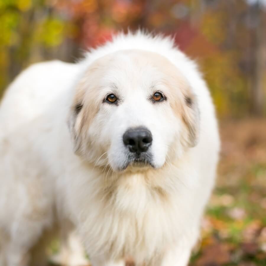 nombres para perros blancos con beige
