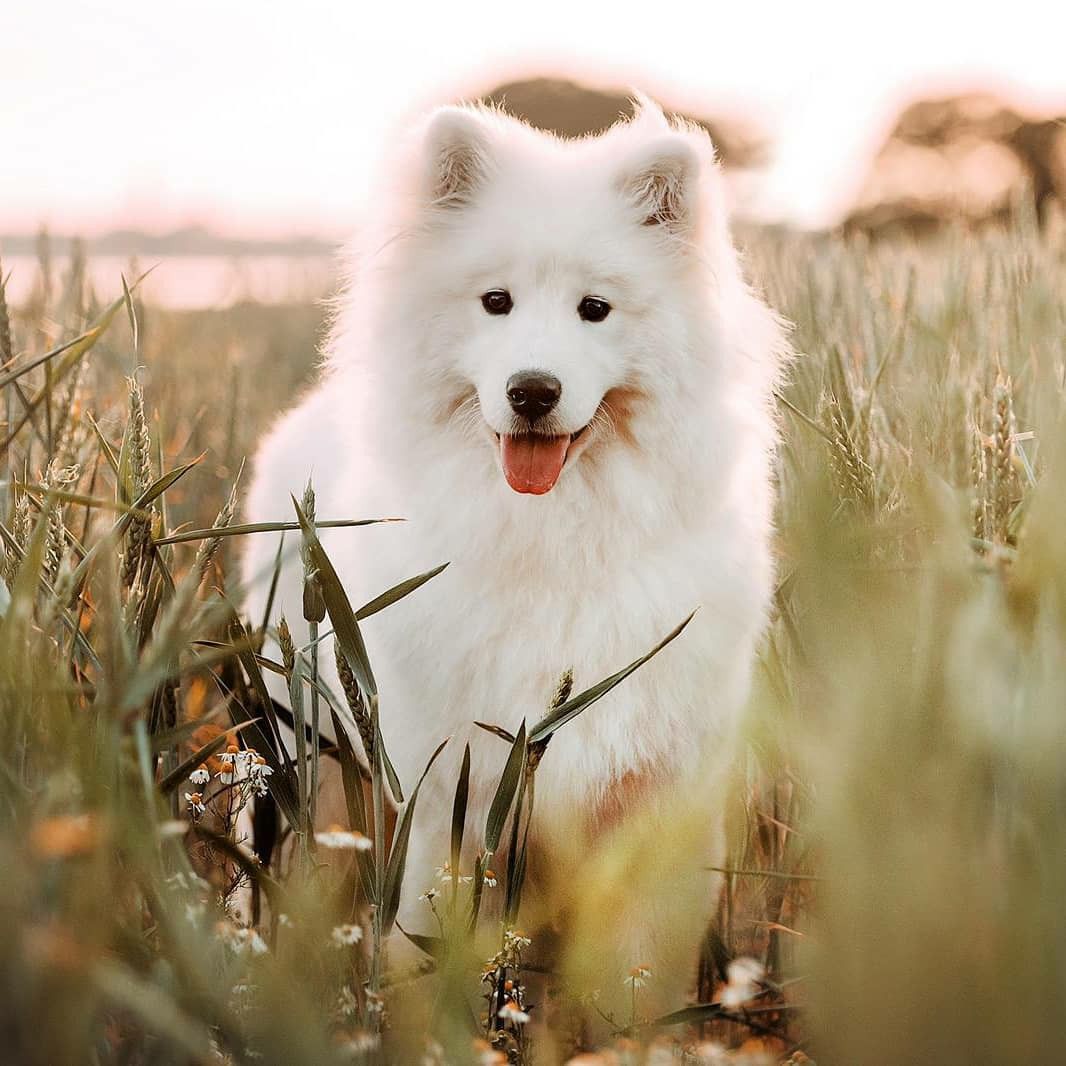 nombres para perros blancos elegantes