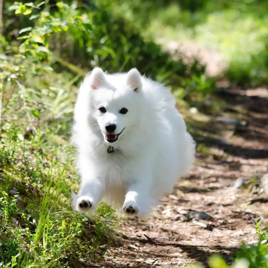 nombres para perros blancos lobo siberiano