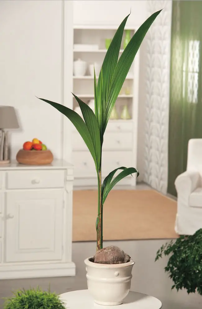 planta verde de interior 1