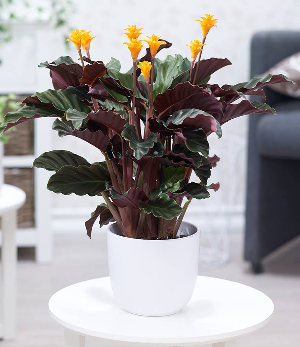 planta verde de interior 11