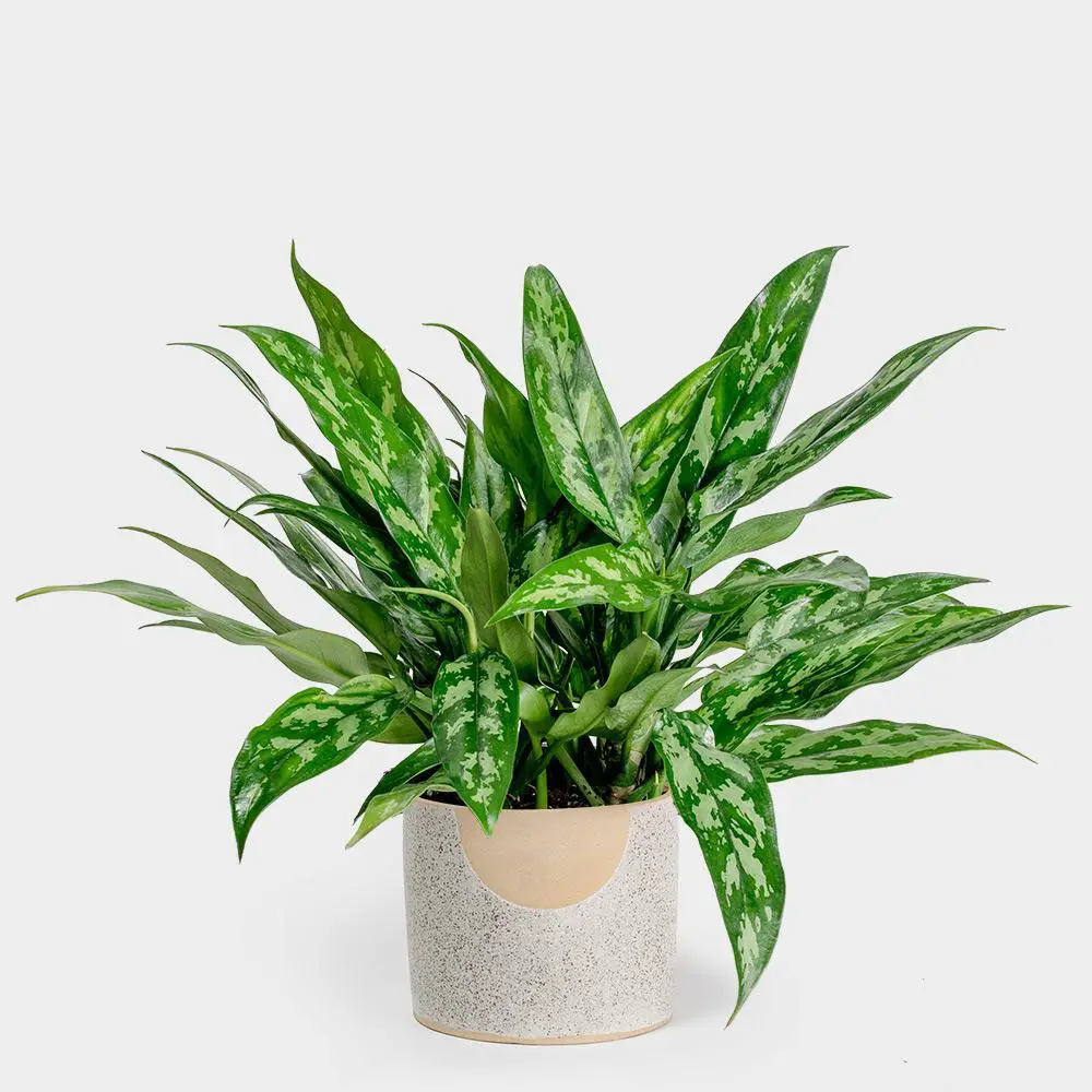 planta verde de interior 12