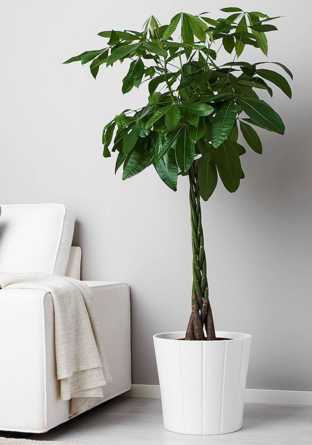 planta verde de interior 13