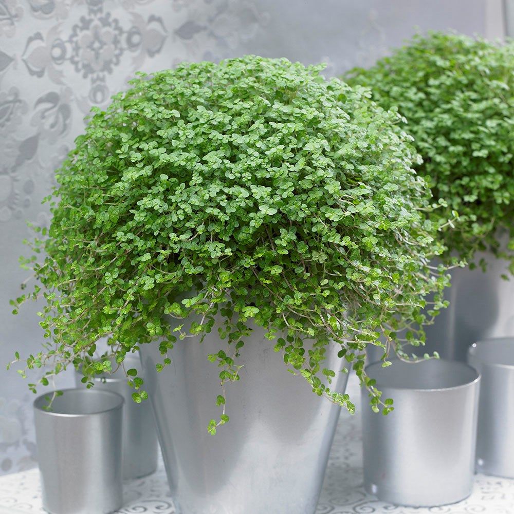 planta verde de interior 14