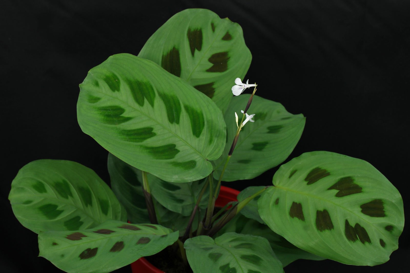 planta verde de interior 8
