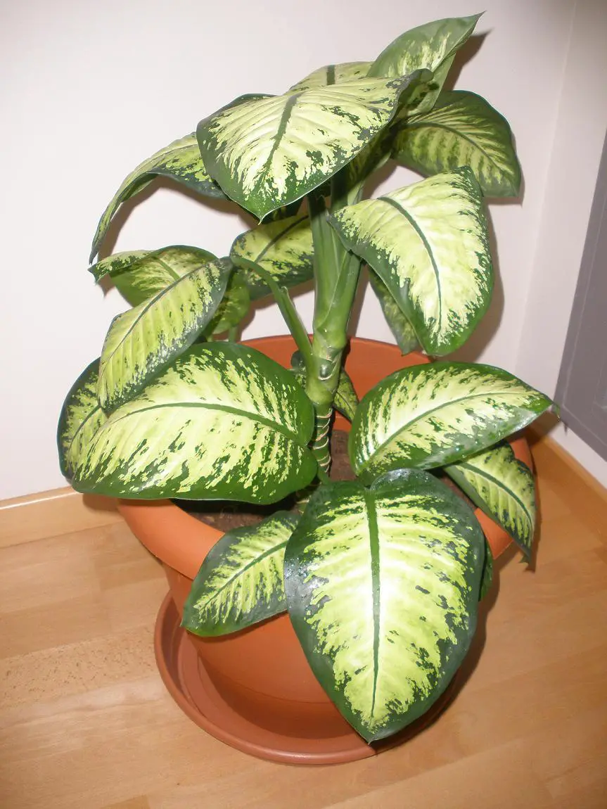 planta verde de interior 9