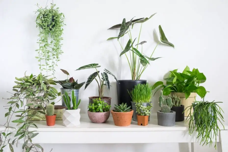 plantas de interior con poca luz