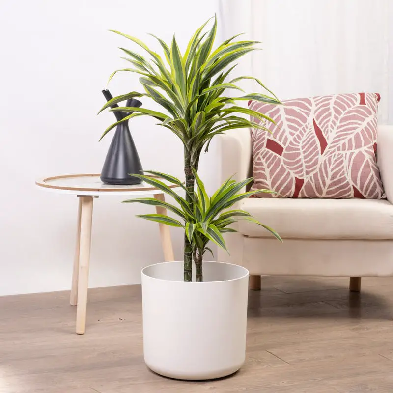 plantas de interior poca luz 1