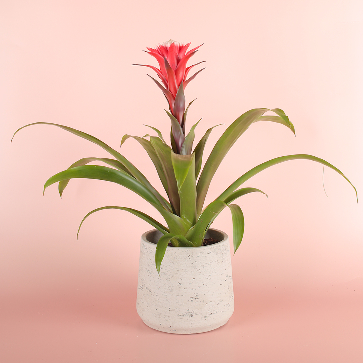plantas de interior poca luz 10