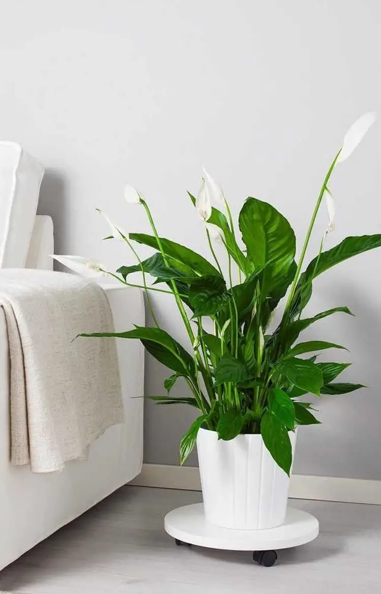 plantas de interior poca luz 11