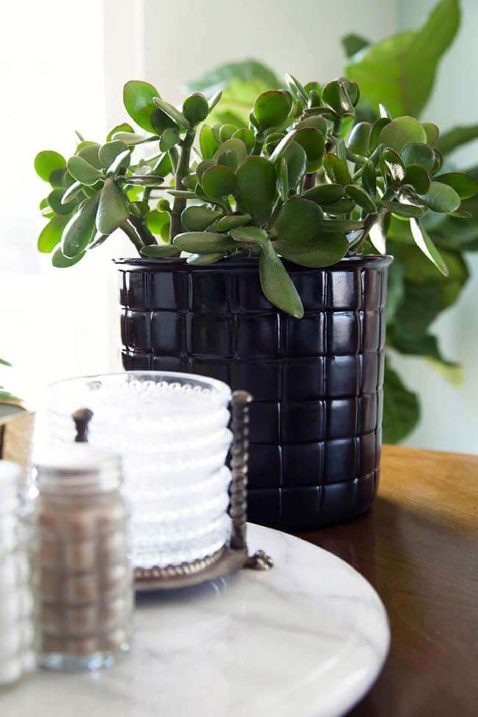 plantas de interior poca luz 14