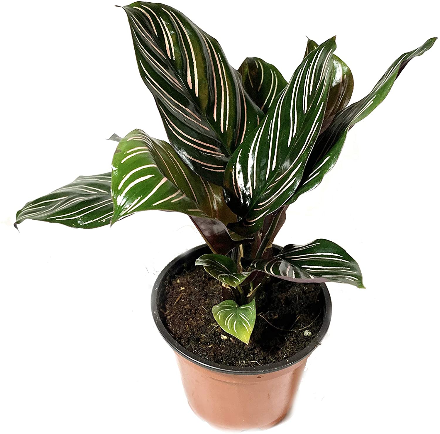 plantas de interior poca luz 5