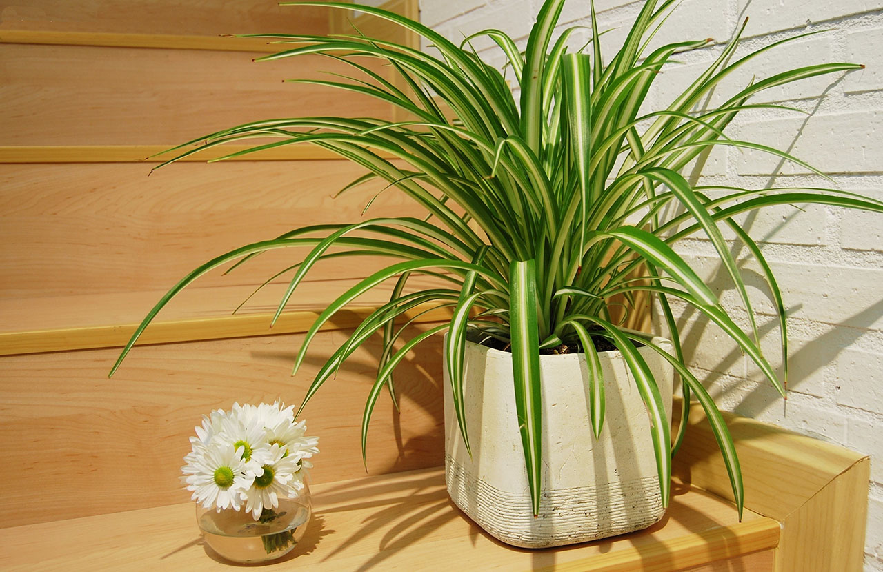plantas de interior poca luz 6