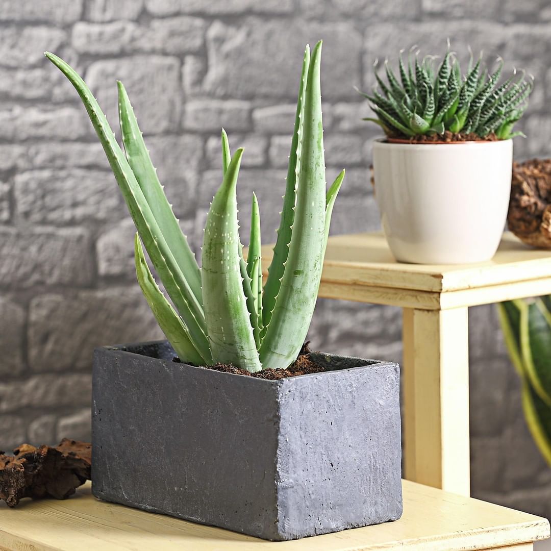 plantas de interior poca luz 8
