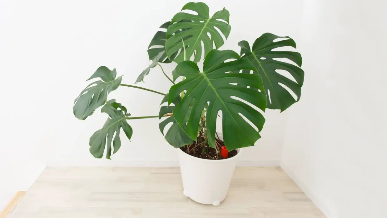 plantas de interior poca luz 9