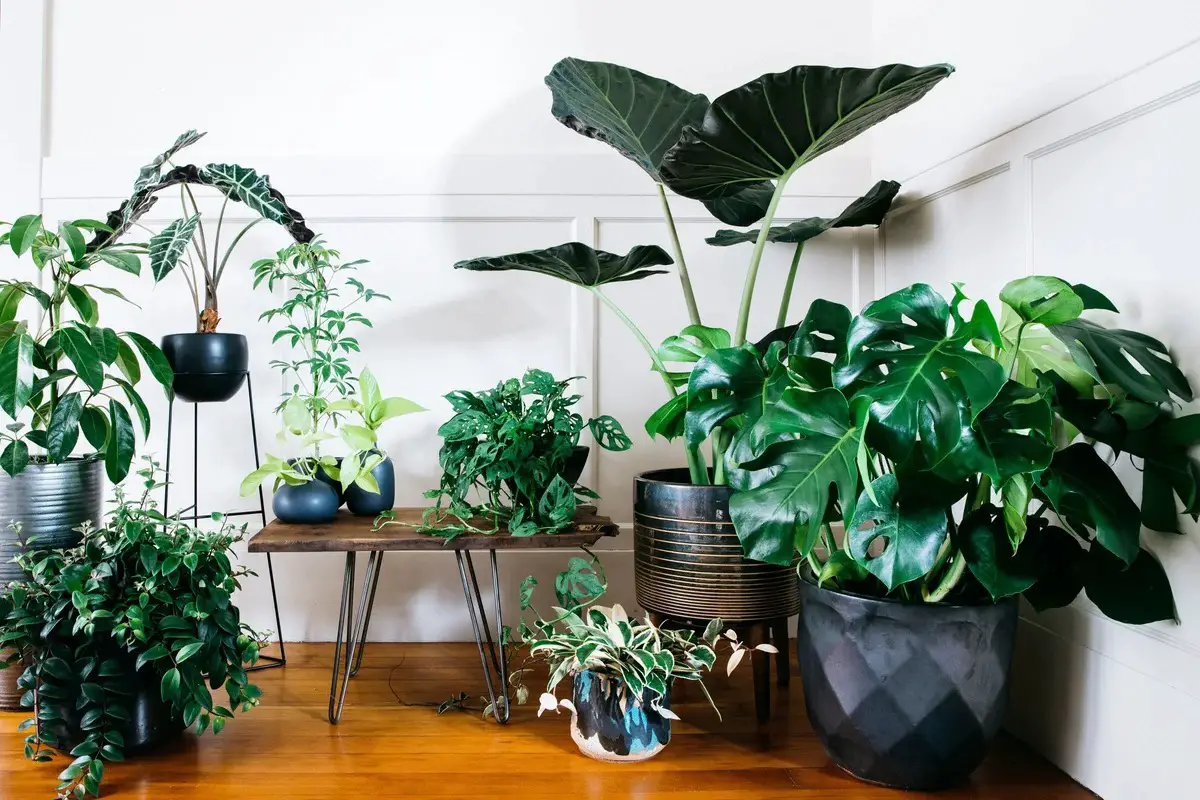 plantas de interior poca luz g