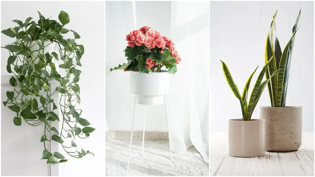 plantas de interiores resistentes