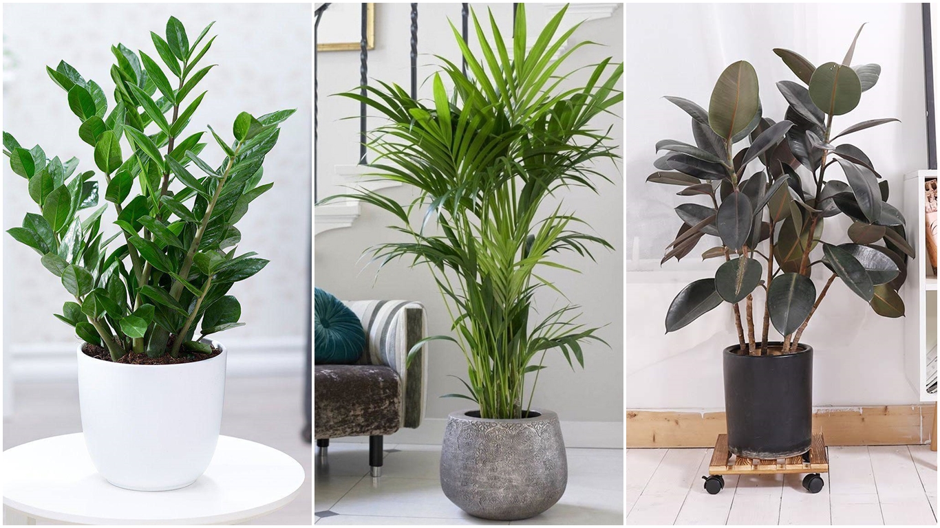 plantas de interiores resistentes