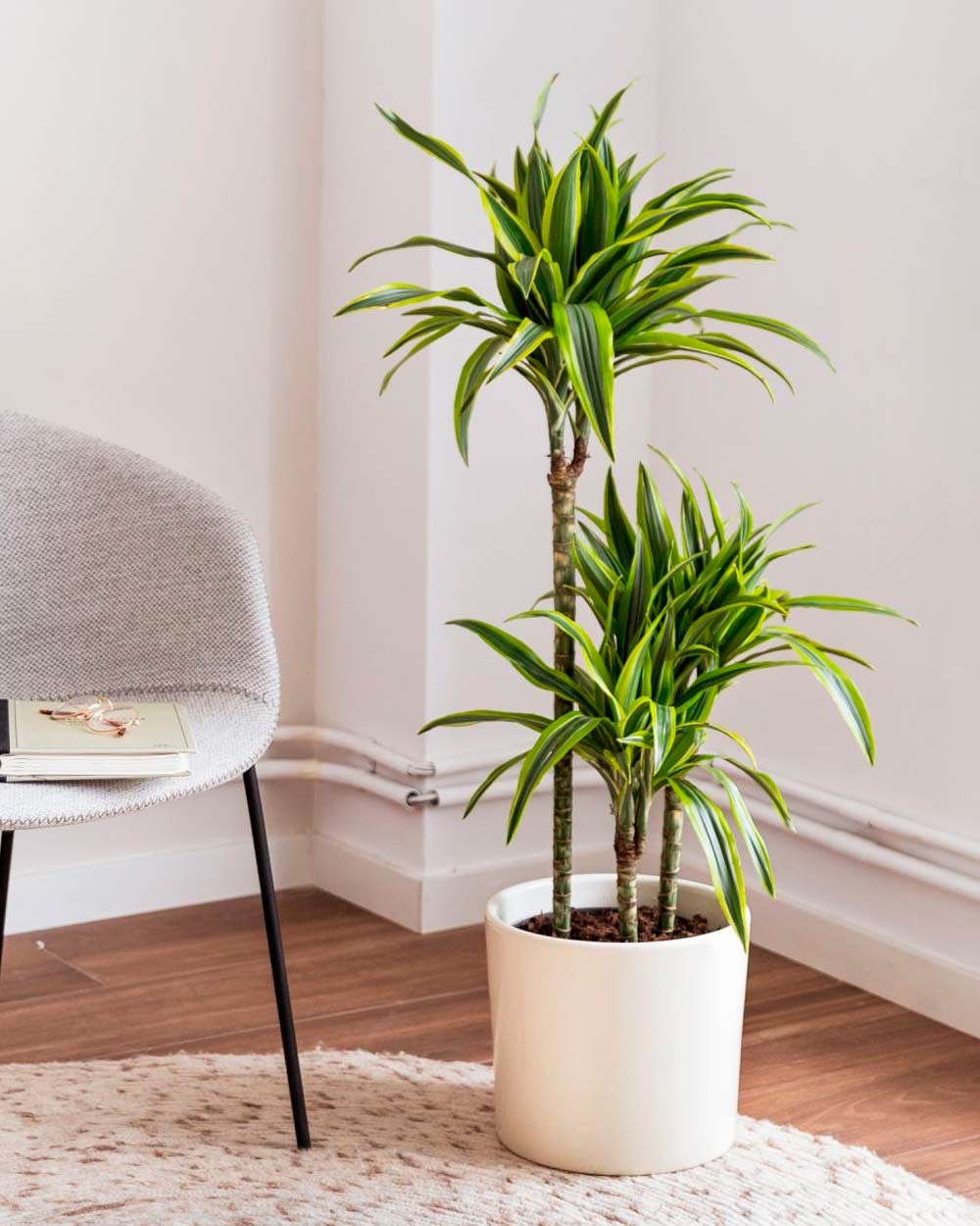 plantas de interiores sin luz dracena limon