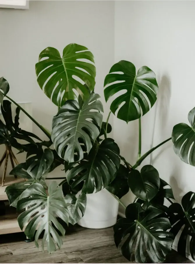 plantas de interiores sin luz monstera