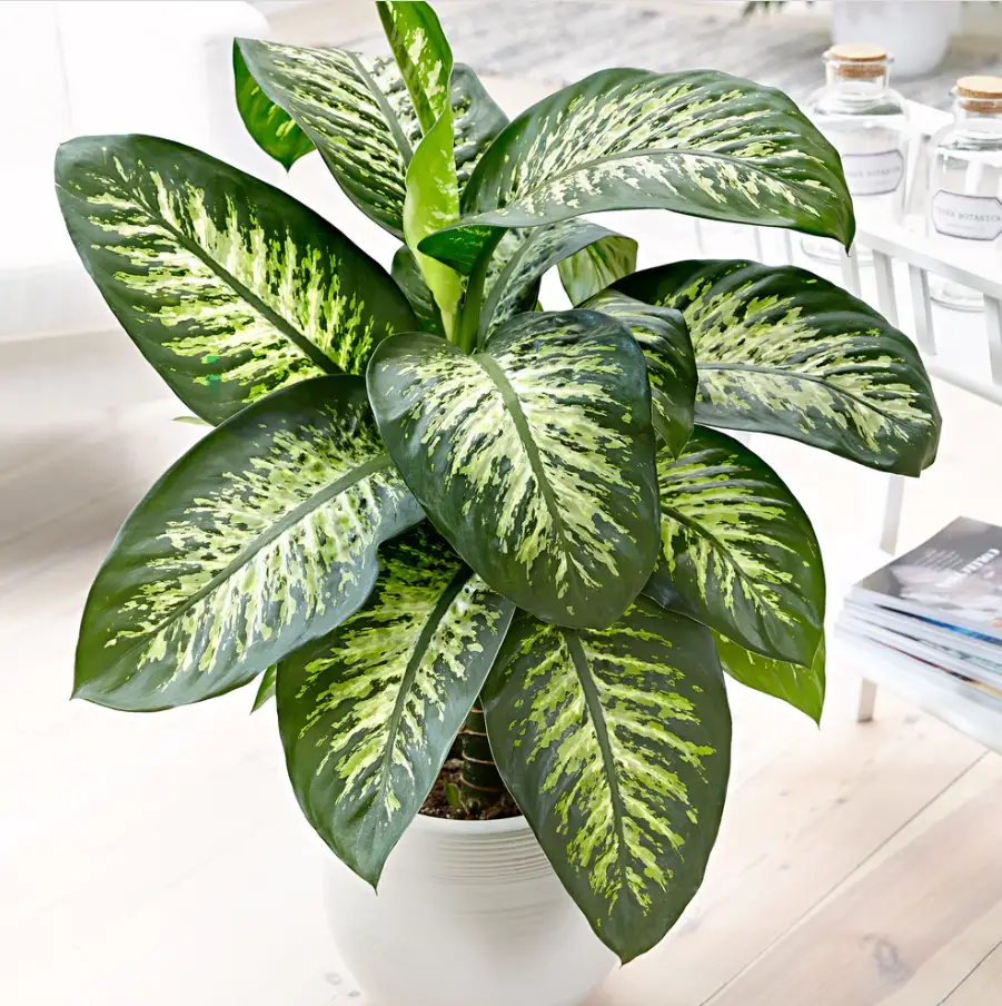 plantas de interiores sin luz planta dieffenbachia.jpg