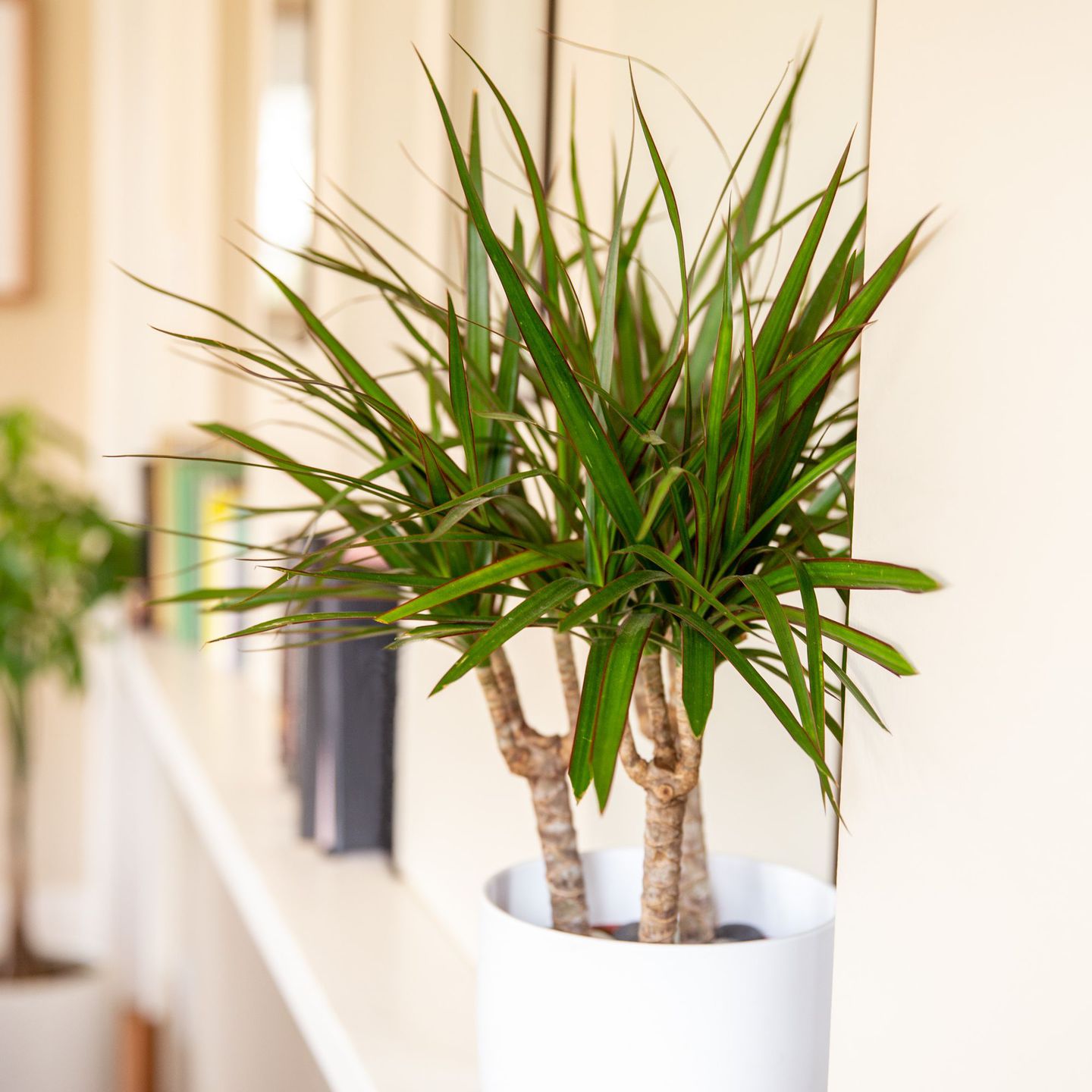 plantas para interiores oscuros 5
