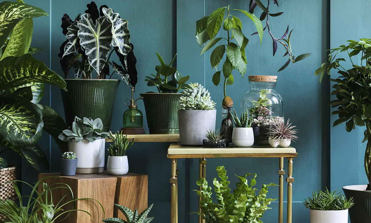 plantas para interiores oscuros g