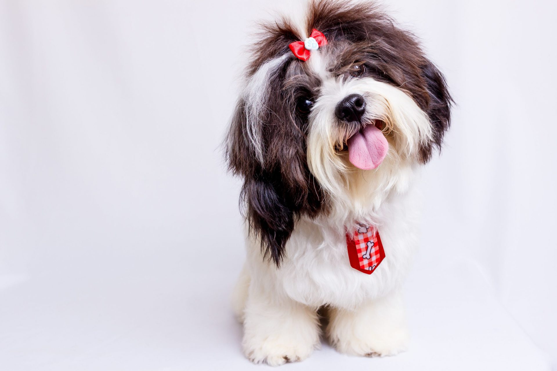Nombres para perritas en ingles bonitos