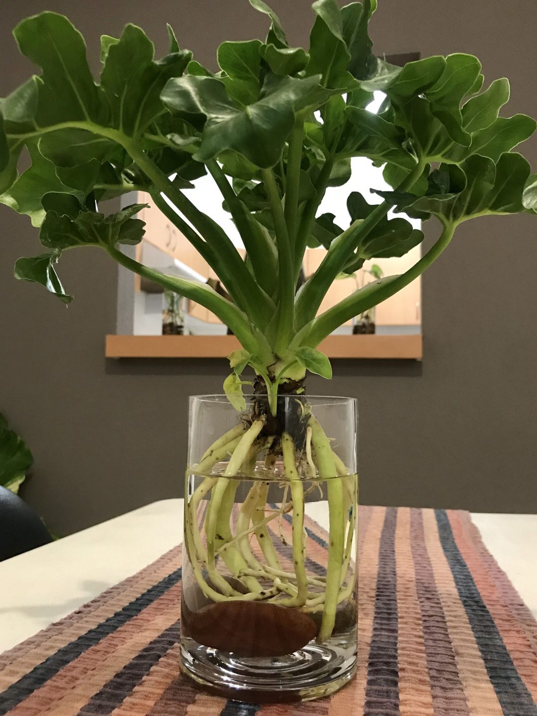 Plantas de interior en agua 10