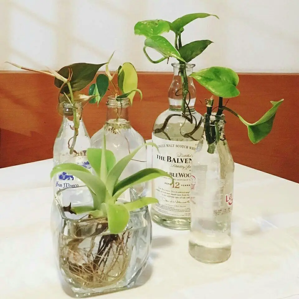 Plantas de interior en agua 13