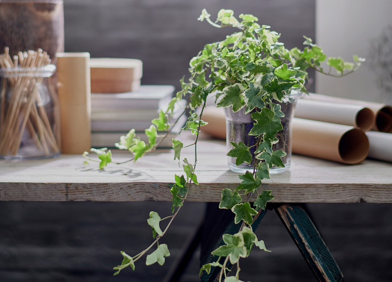Plantas de interior en agua 4