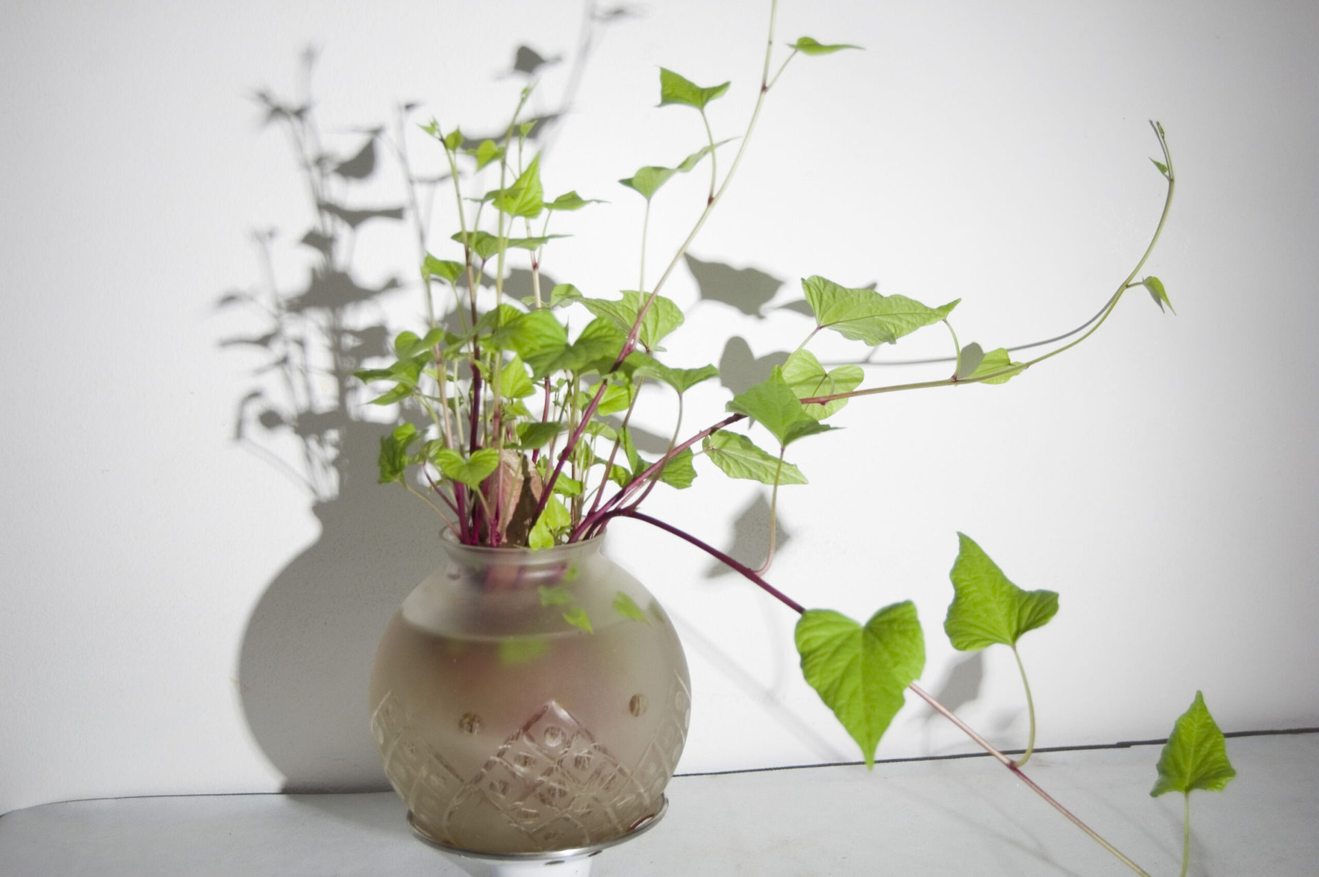 Plantas de interior en agua 6