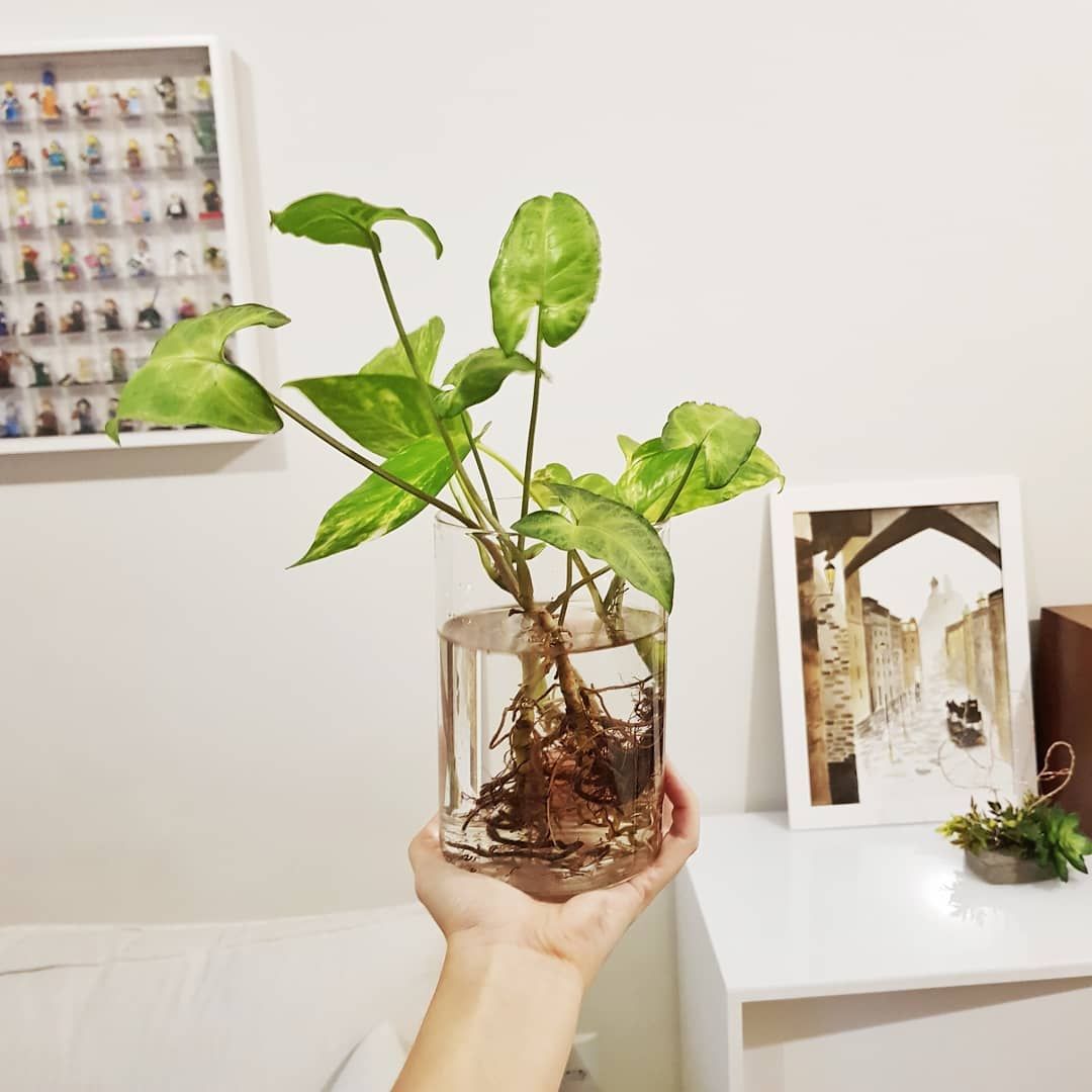 Plantas de interior en agua 7
