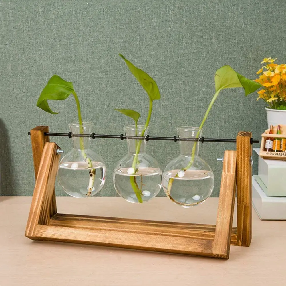 Plantas de interior en agua g4