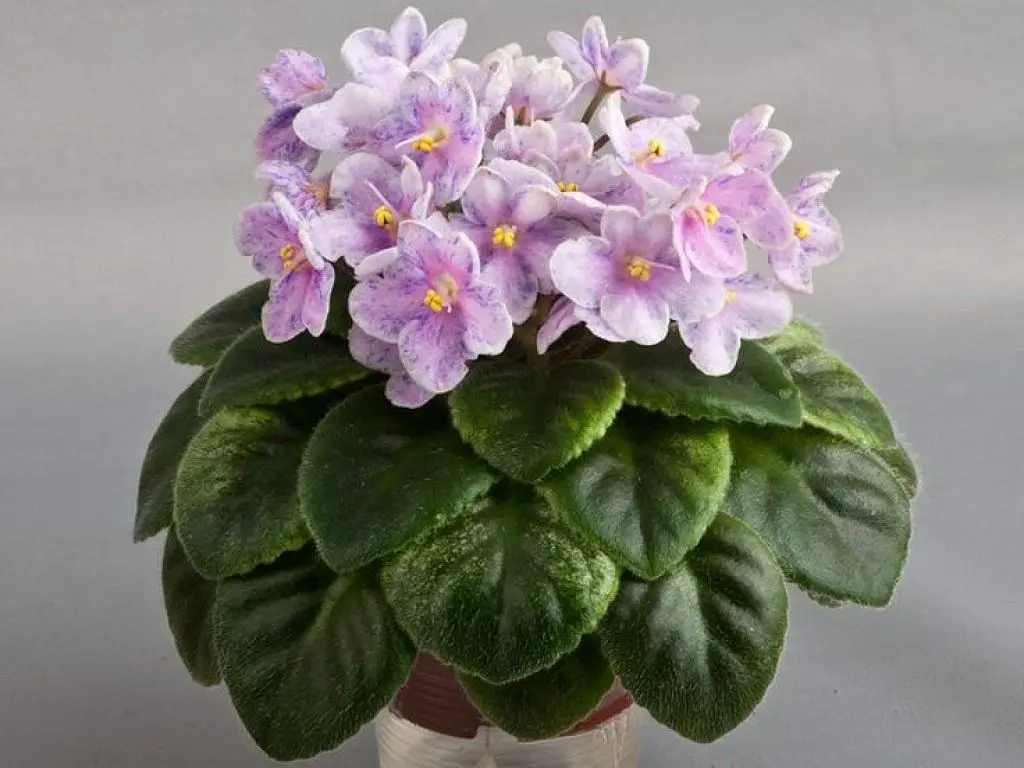 Plantas ornamentales de interior 12
