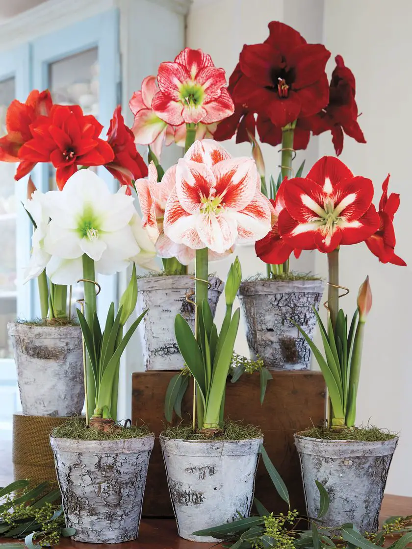 Plantas ornamentales de interior 13